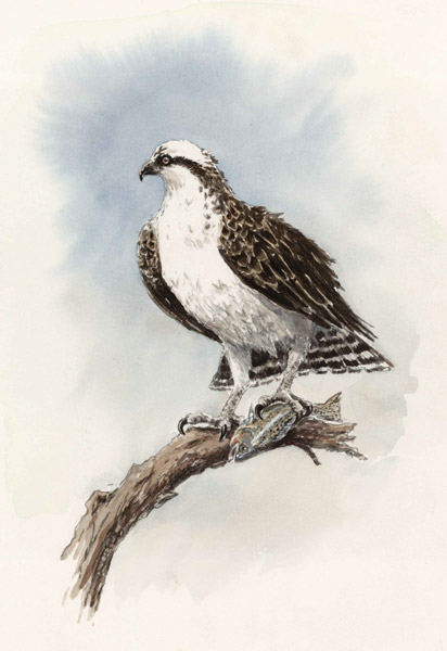 Osprey